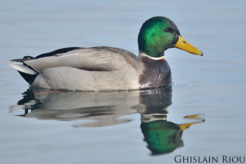 Canard colvert