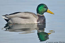 Canard colvert