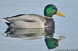 Mallard