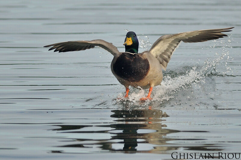 Mallard