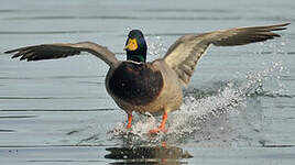 Canard colvert