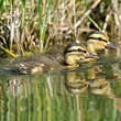 Canard colvert