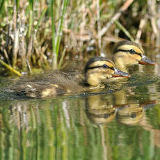 Canard colvert