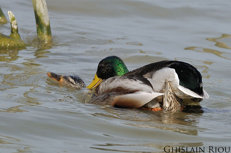 Mallardadult, mating.