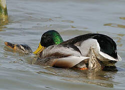 Mallard