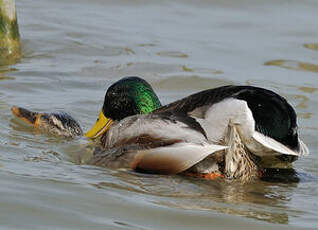 Canard colvert