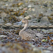 Canard pilet