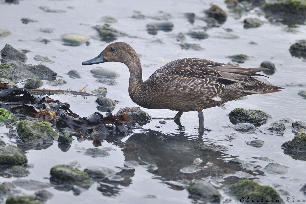 Northern Pintail male First year