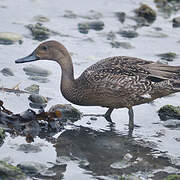 Canard pilet