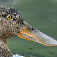 Canard souchet