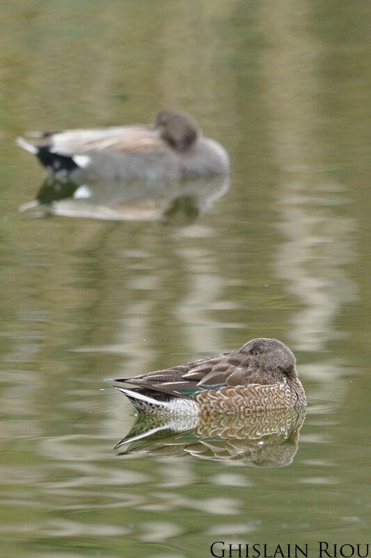 Northern Shoveler