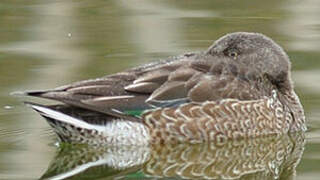 Northern Shoveler