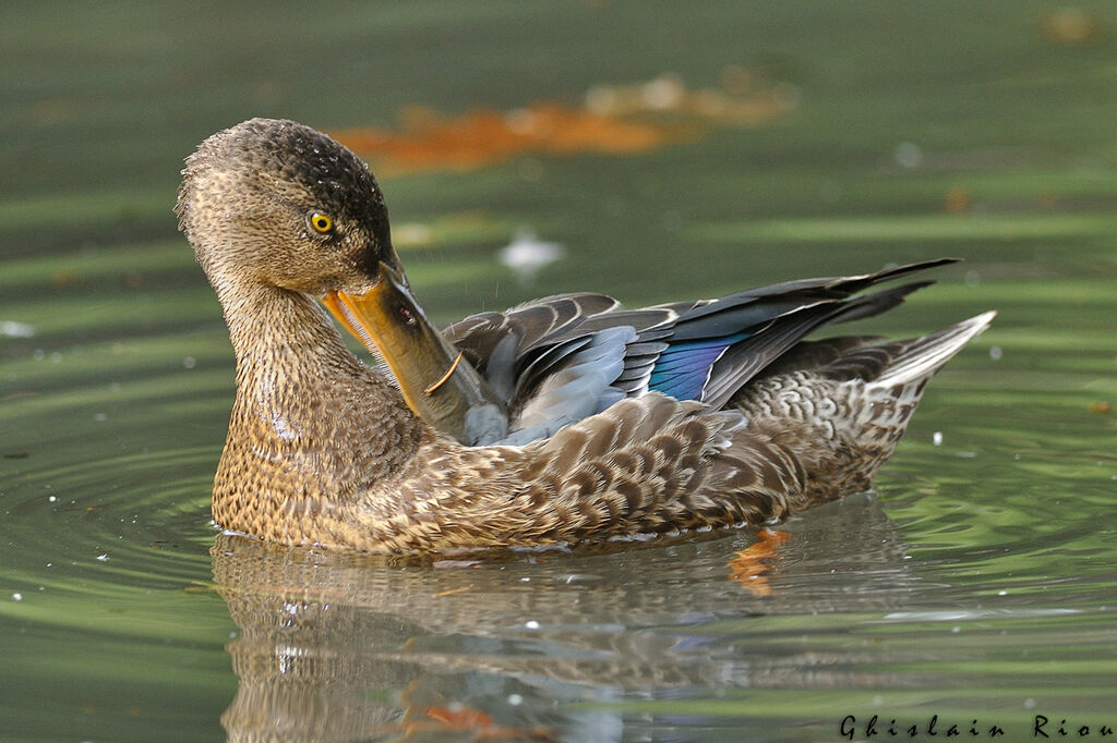 Canard souchet mâle 1ère année