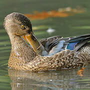 Canard souchet