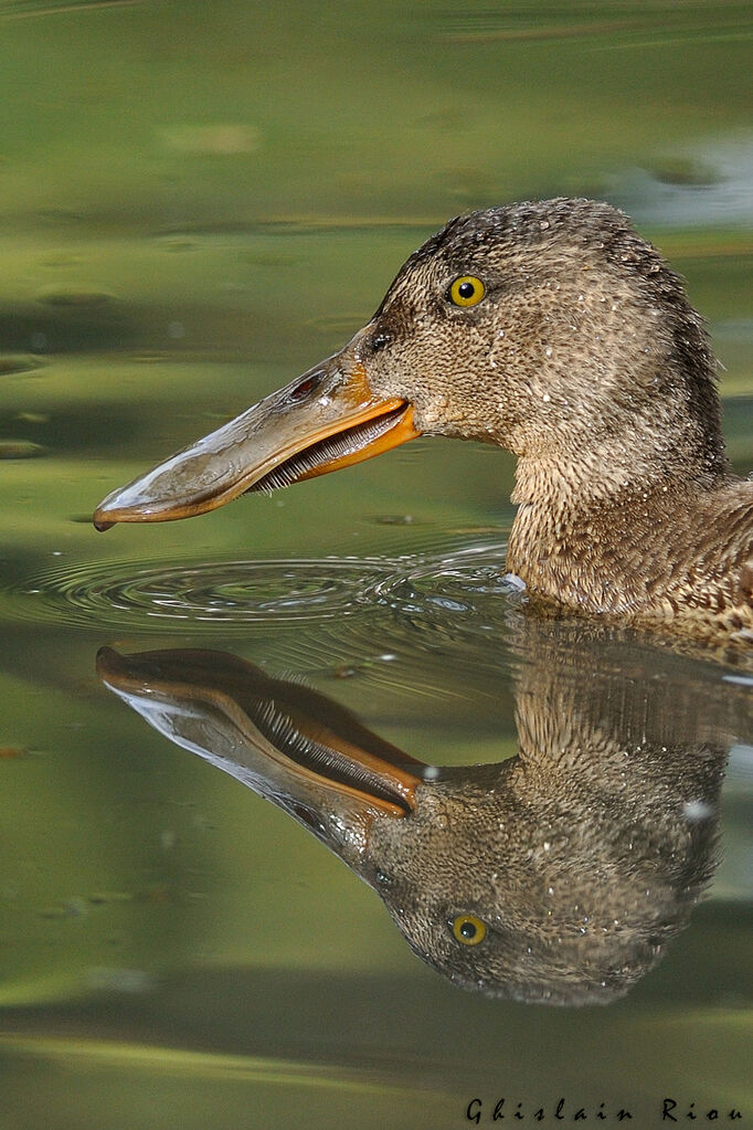 Northern Shoveler male First year