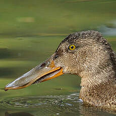 Canard souchet