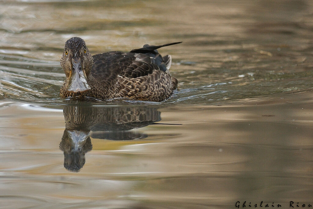 Northern Shoveler male First year