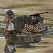 Canard souchet