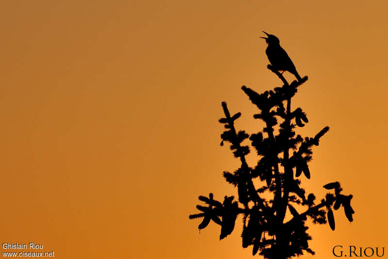 Spotted Nutcracker, habitat