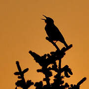 Spotted Nutcracker