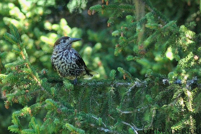 Spotted Nutcracker