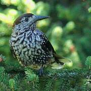 Spotted Nutcracker