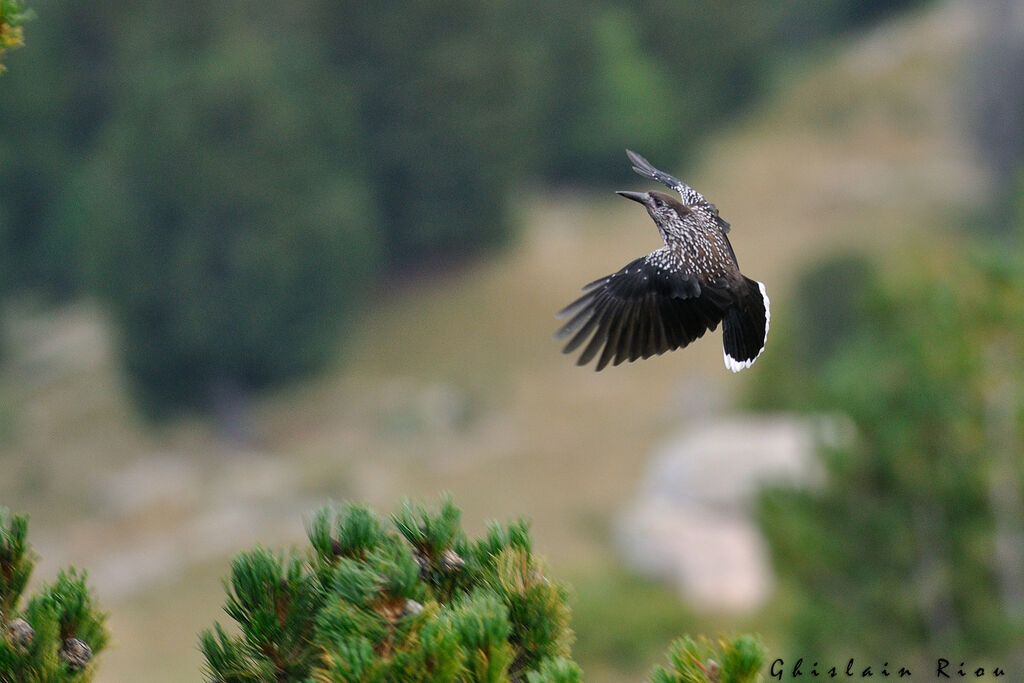 Spotted Nutcracker