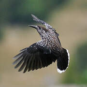 Spotted Nutcracker