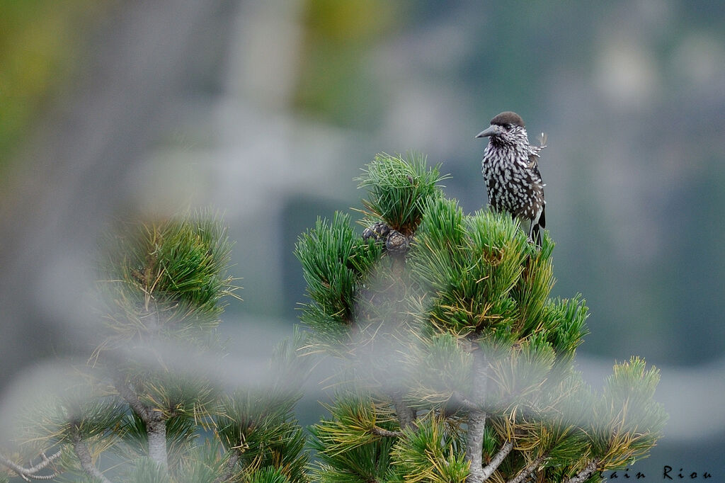 Spotted Nutcracker