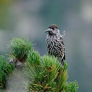 Spotted Nutcracker