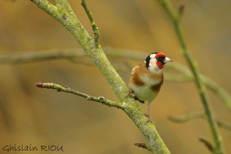 European Goldfinch