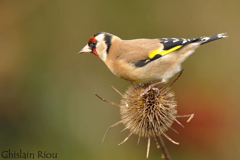 European Goldfinch, identification