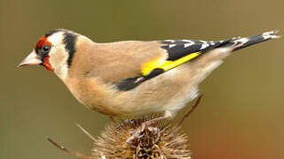 European Goldfinch