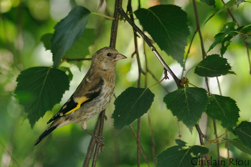 Chardonneret élégant