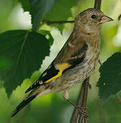 European Goldfinch