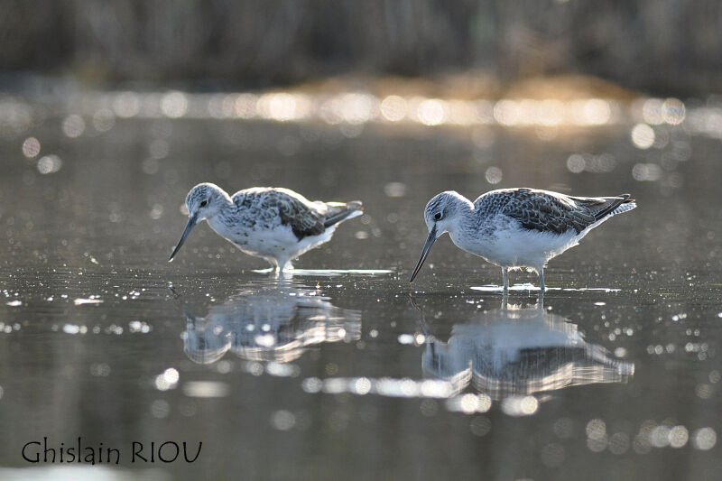 Common Greenshank