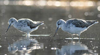 Common Greenshank