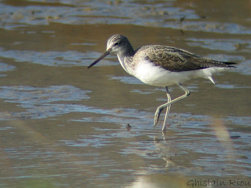 Common Greenshankadult post breeding