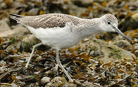 Common Greenshank