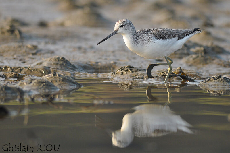 Common Greenshank