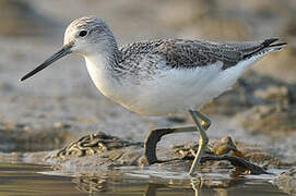 Common Greenshank