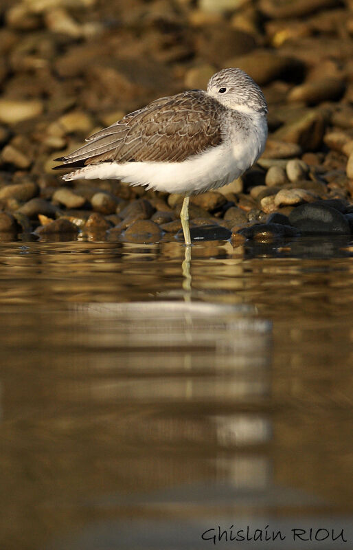 Common Greenshank