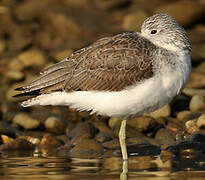 Common Greenshank