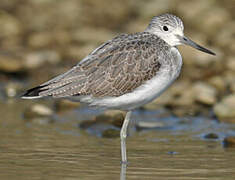 Common Greenshank