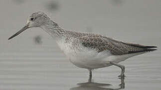 Common Greenshank