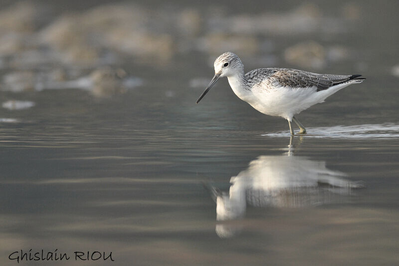 Common Greenshank