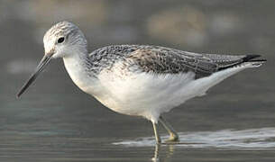 Common Greenshank