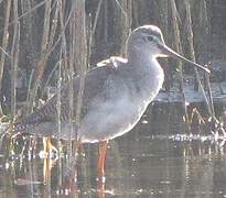 Spotted Redshank