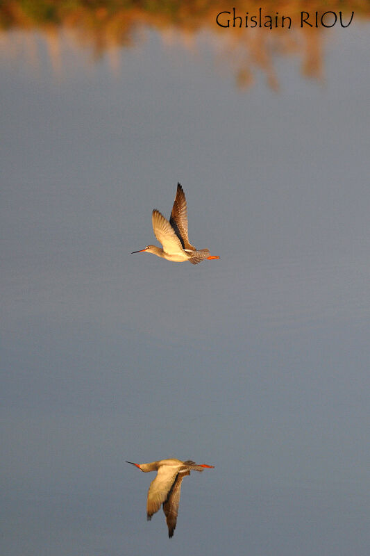 Spotted Redshank