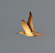 Spotted Redshank